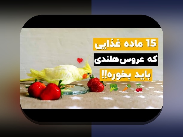 همه چیز درباره عروس هلندی: راهنمای کامل برای علاقه‌مندان در سایت شرط بندی